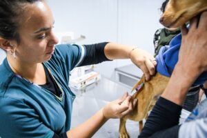 CONTINÚAN LAS CAMPAÑAS GRATUITAS PARA PERROS Y GATOS