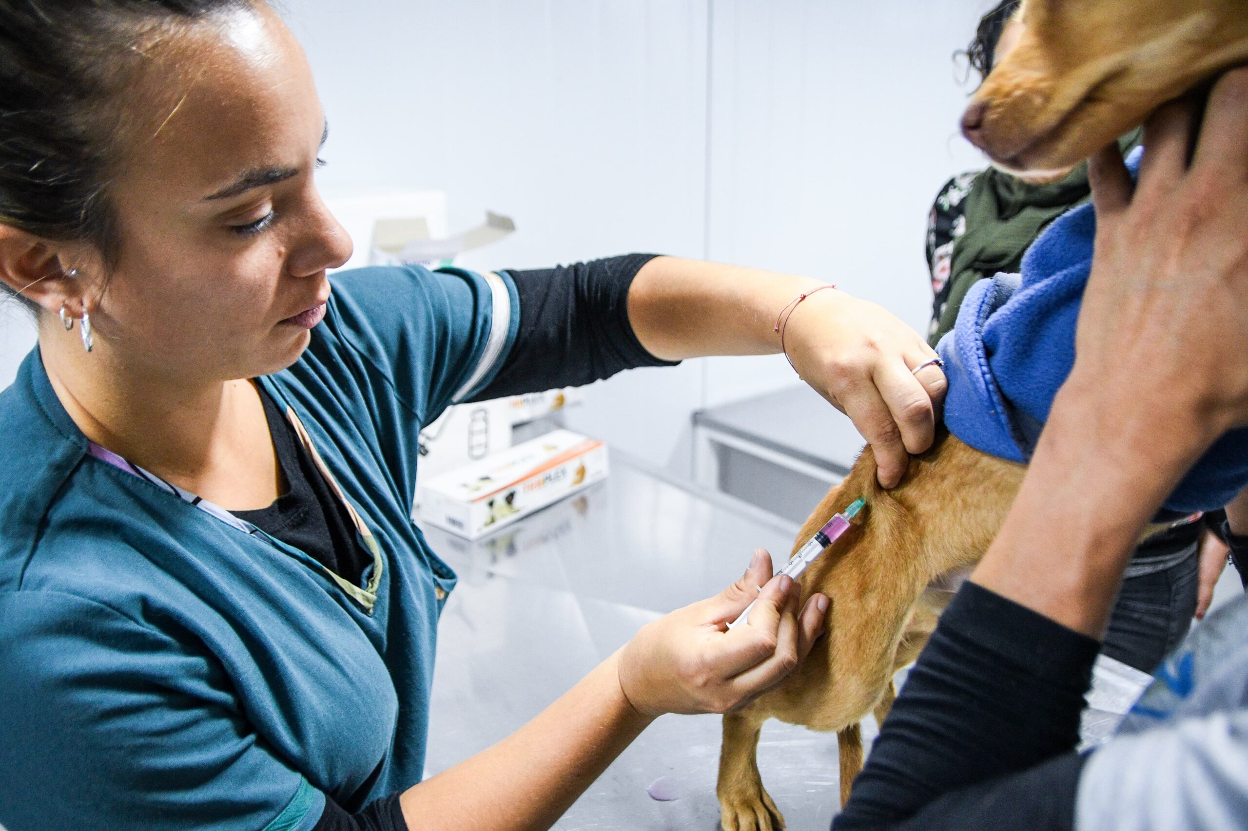 CONTINÚAN LAS CAMPAÑAS GRATUITAS PARA PERROS Y GATOS