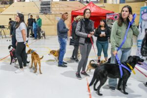 NUEVAS JORNADAS GRATUITAS DE VACUNACIÓN Y CASTRACIÓN PARA PERROS Y GATOS