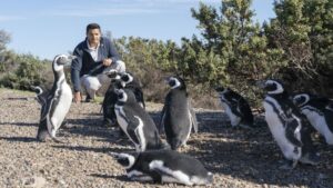 EL ESPACIO INCAA ESTRENA “EL SEÑOR DE LOS PUNGÜINOS”