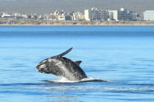 SASTRE: “ESTAMOS CONVENCIDOS QUE EL NÚMERO DE BALLENAS DE ESTA TEMPORADA ES UN NUEVO RÉCORD”
