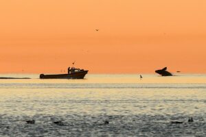 LOS SERVICIOS TURÍSTICOS LOCALES DE MADRYN LLEGAN A UNA PLATAFORMA GLOBAL