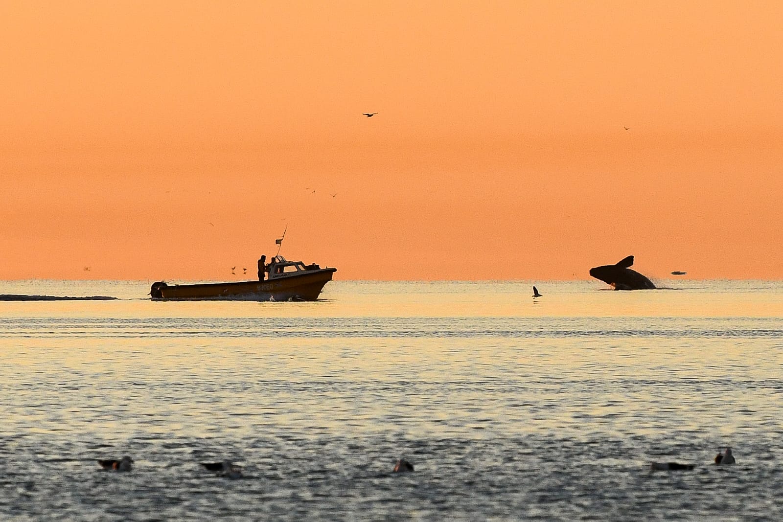 LOS SERVICIOS TURÍSTICOS LOCALES DE MADRYN LLEGAN A UNA PLATAFORMA GLOBAL