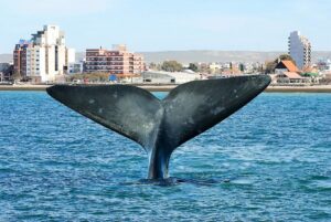 PUERTO MADRYN Y JETSMART PRESENTARON “BENEFICIOS DE OTRO PLANETA”
