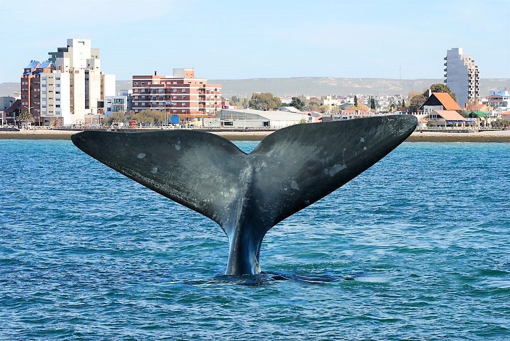 PUERTO MADRYN Y JETSMART PRESENTARON “BENEFICIOS DE OTRO PLANETA”