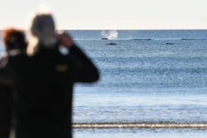 MADRYN CELEBRA EL DÍA INTERNACIONAL DEL TURISMO CON DIVERSAS ACTIVIDADES