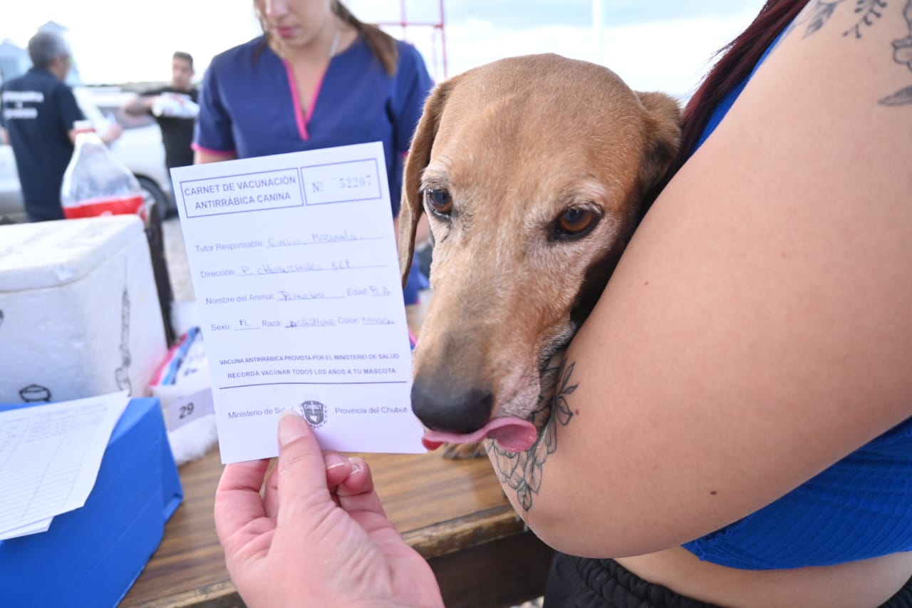 CONTINUAMOS PROMOVIENDO EL CUIDADO RESPONSABLE DE ANIMALES CON CAMPAÑAS GRATUITAS PARA PERROS Y GATOS