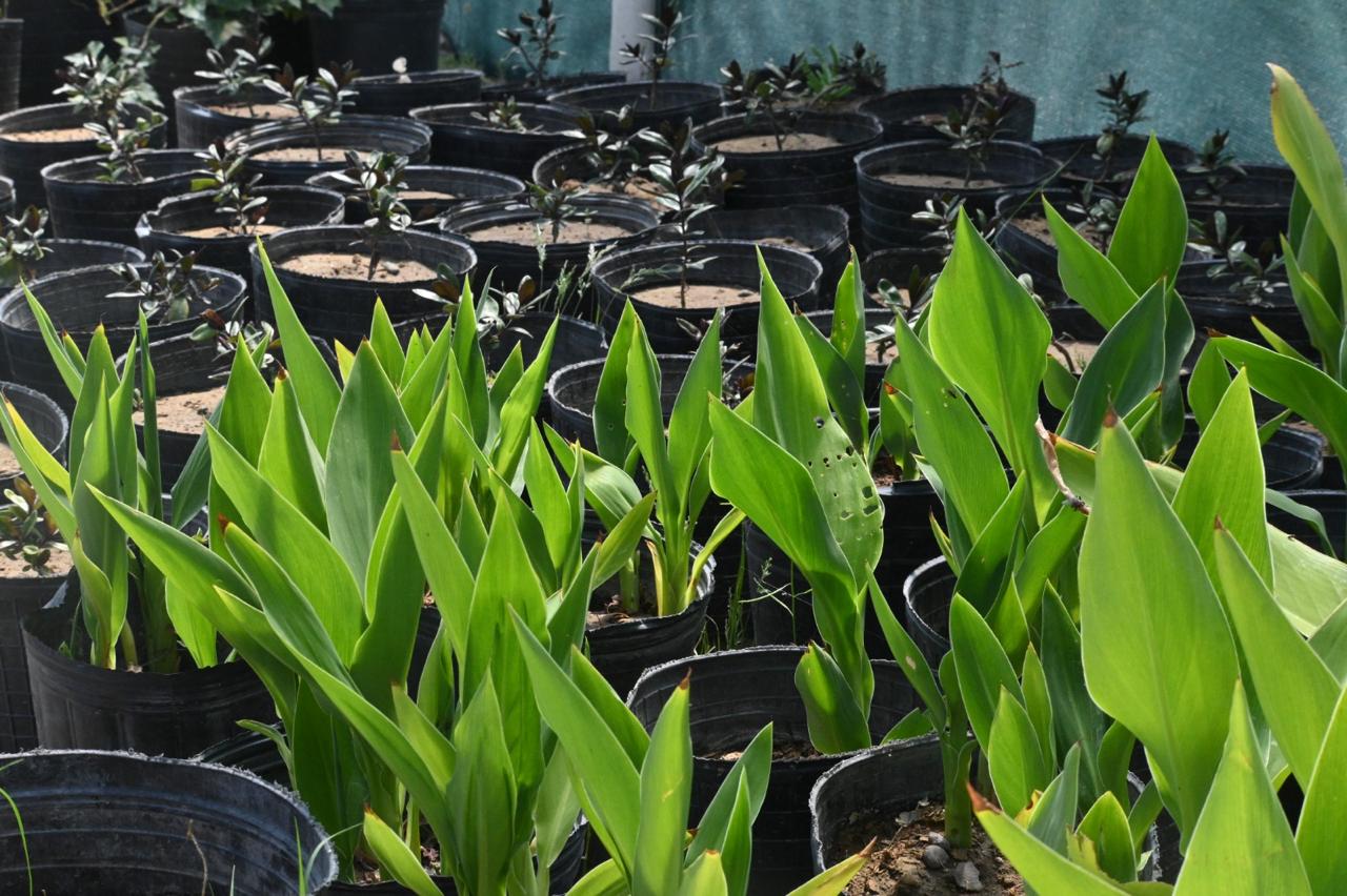 HABRÁ UNA NUEVA EDICIÓN DEL VIVERO ABIERTO