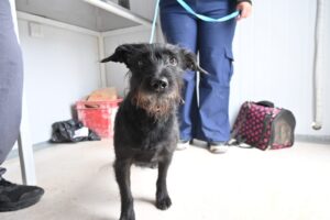 COMIENZA EL CICLO 2026 DE CAMPAÑAS GRATUITAS PARA PERROS Y GATOS PROMOVIENDO EL CUIDADO RESPONSABLE DE ANIMALES