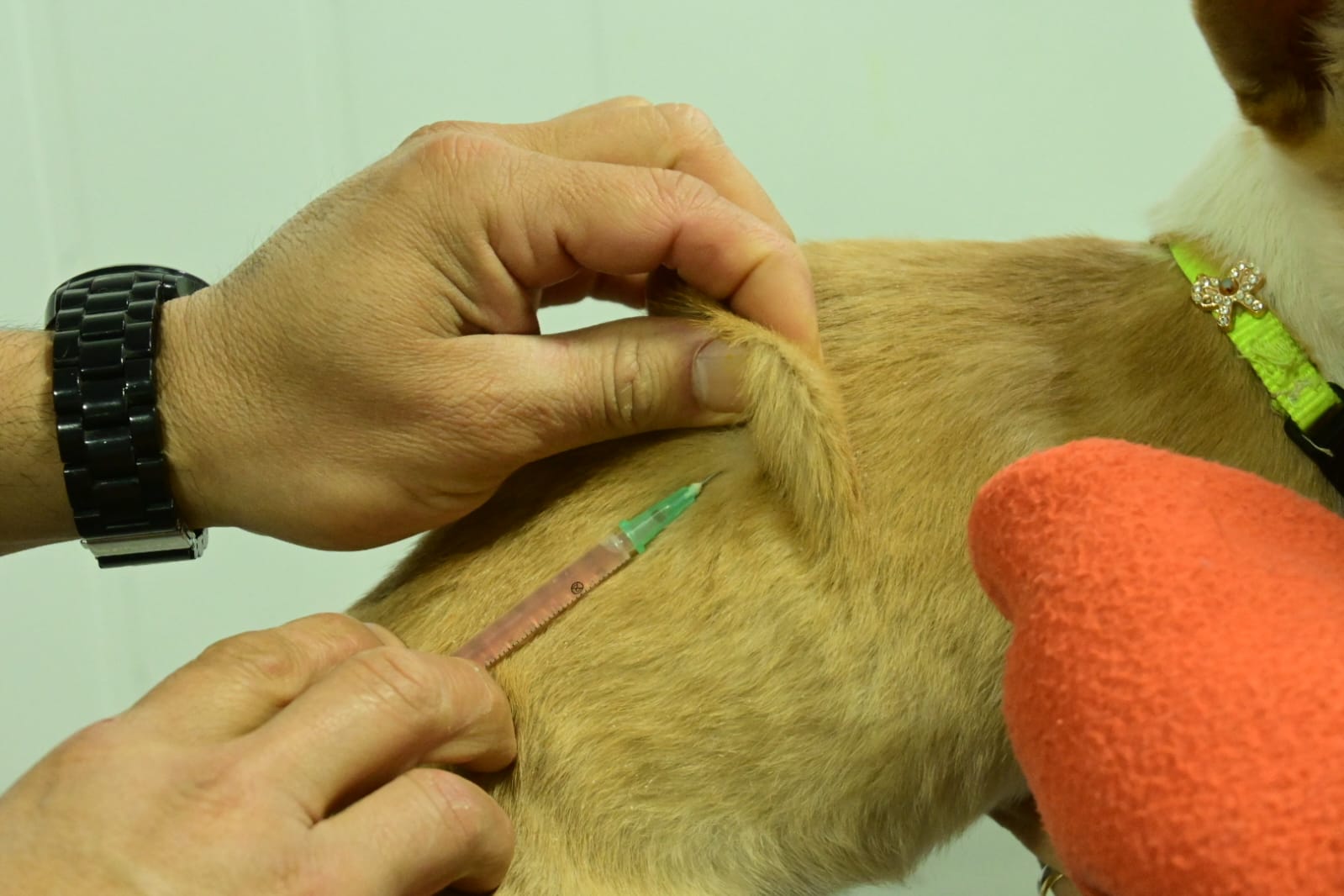 LAS CAMPAÑAS DE CUIDADO RESPONSABLE DE ANIMALES LLEGAN A TU BARRIO