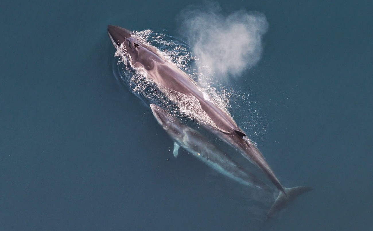 PRESENTAN EL DOCUMENTAL “SEI, LA BALLENA DESCONOCIDA”