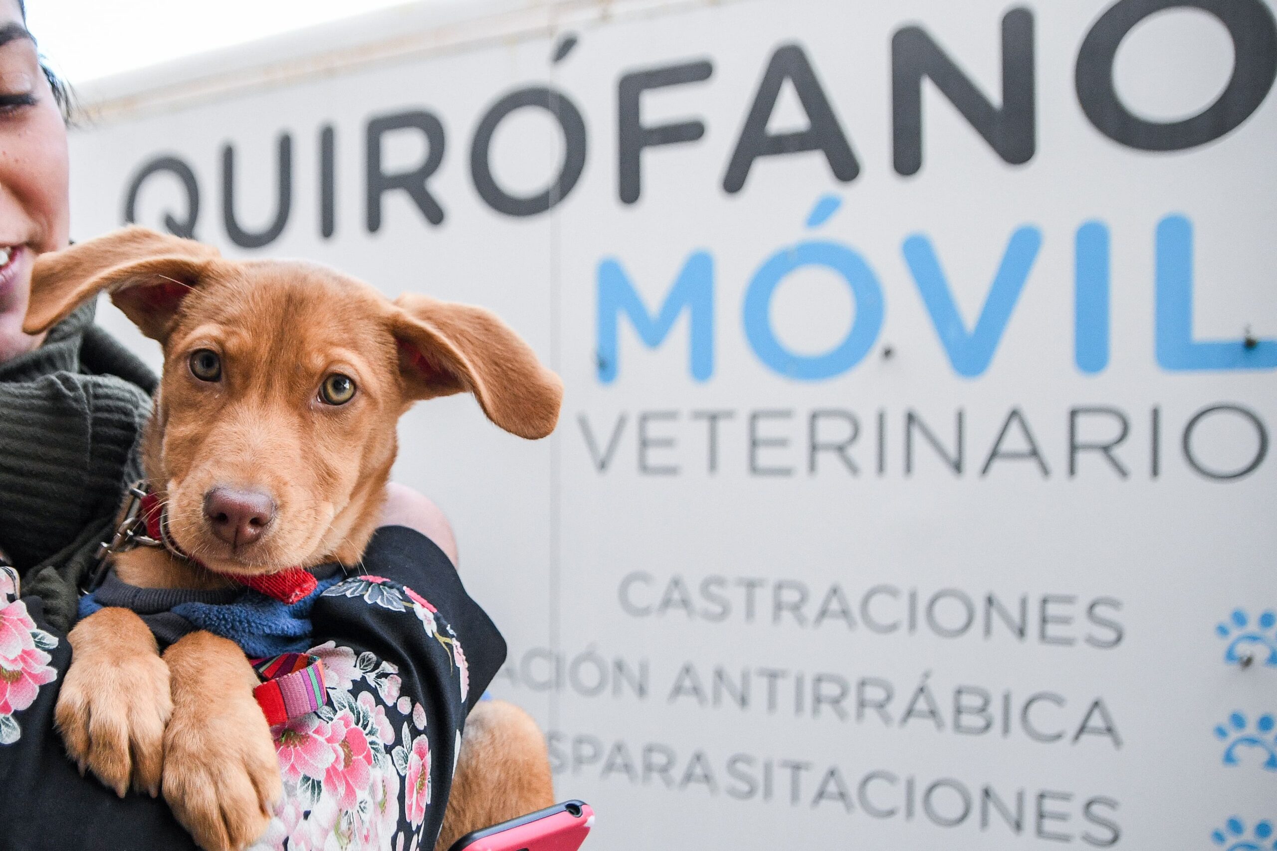 REALIZARÁN MONITOREO DE VIVIENDAS Y VACUNACIÓN DE ANIMALES ANTE CASO DE RABIA EN MURCIÉLAGO