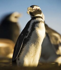 PUERTO MADRYN CELEBRA EL DÍA MUNDIAL DEL PINGÜINO CON UNA PROPUESTA EDUCATIVA Y RECREATIVA