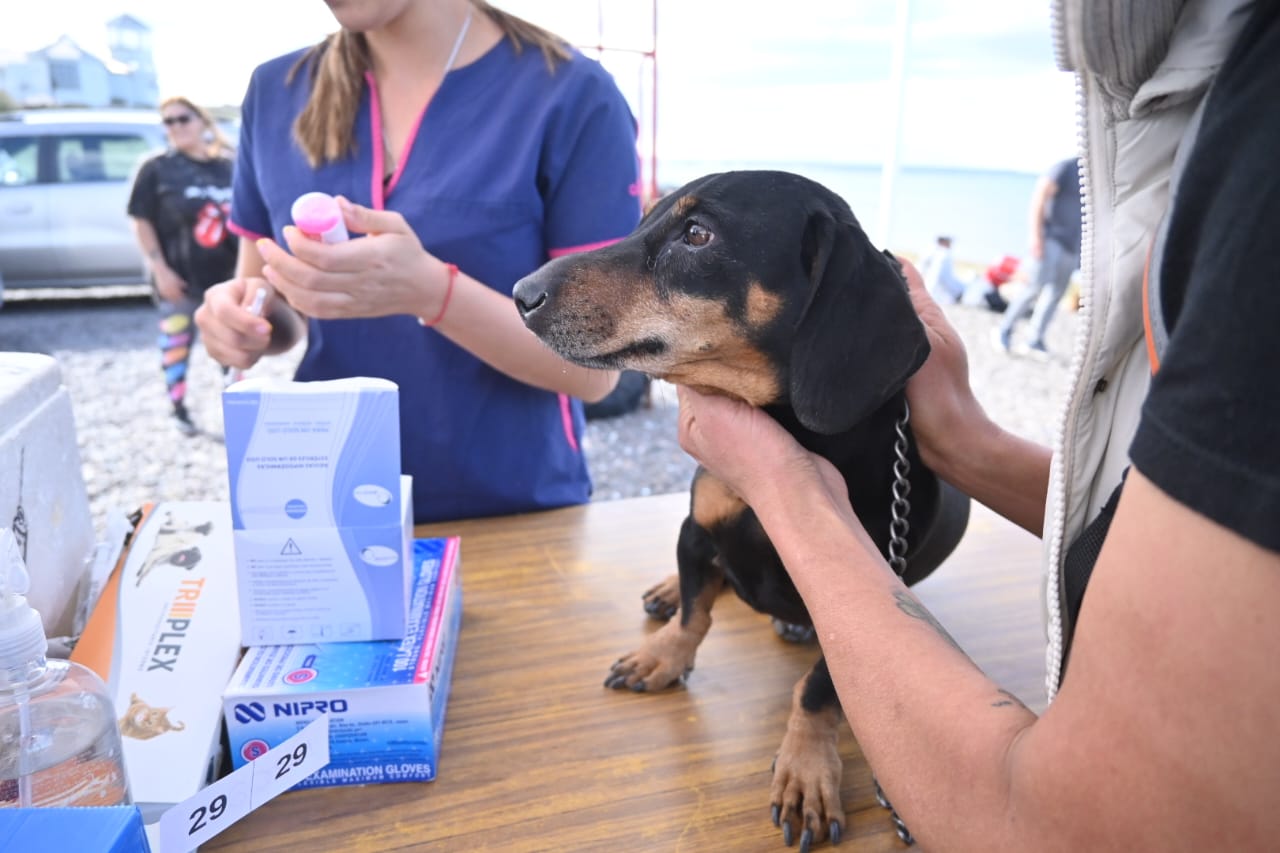 CONTINUAMOS PROMOVIENDO EL CUIDADO RESPONSABLE DE ANIMALES CON CAMPAÑAS GRATUITAS PARA PERROS Y GATOS