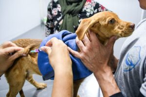 CONTINUAMOS PROMOVIENDO EL CUIDADO RESPONSABLE DE ANIMALES CON CAMPAÑAS GRATUITAS PARA PERROS Y GATOS