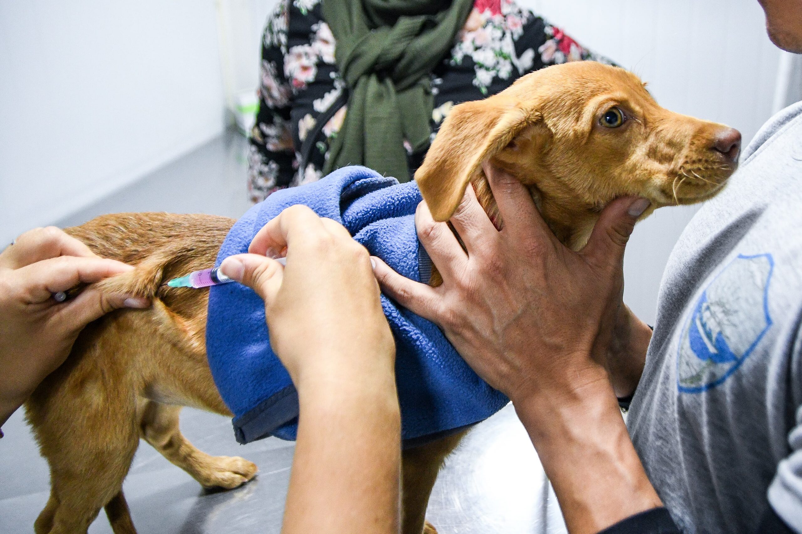 CONTINUAMOS PROMOVIENDO EL CUIDADO RESPONSABLE DE ANIMALES CON CAMPAÑAS GRATUITAS PARA PERROS Y GATOS