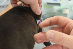 CONTINUAMOS PROMOVIENDO EL CUIDADO RESPONSABLE DE ANIMALES CON CAMPAÑAS GRATUITAS PARA PERROS Y GATOS