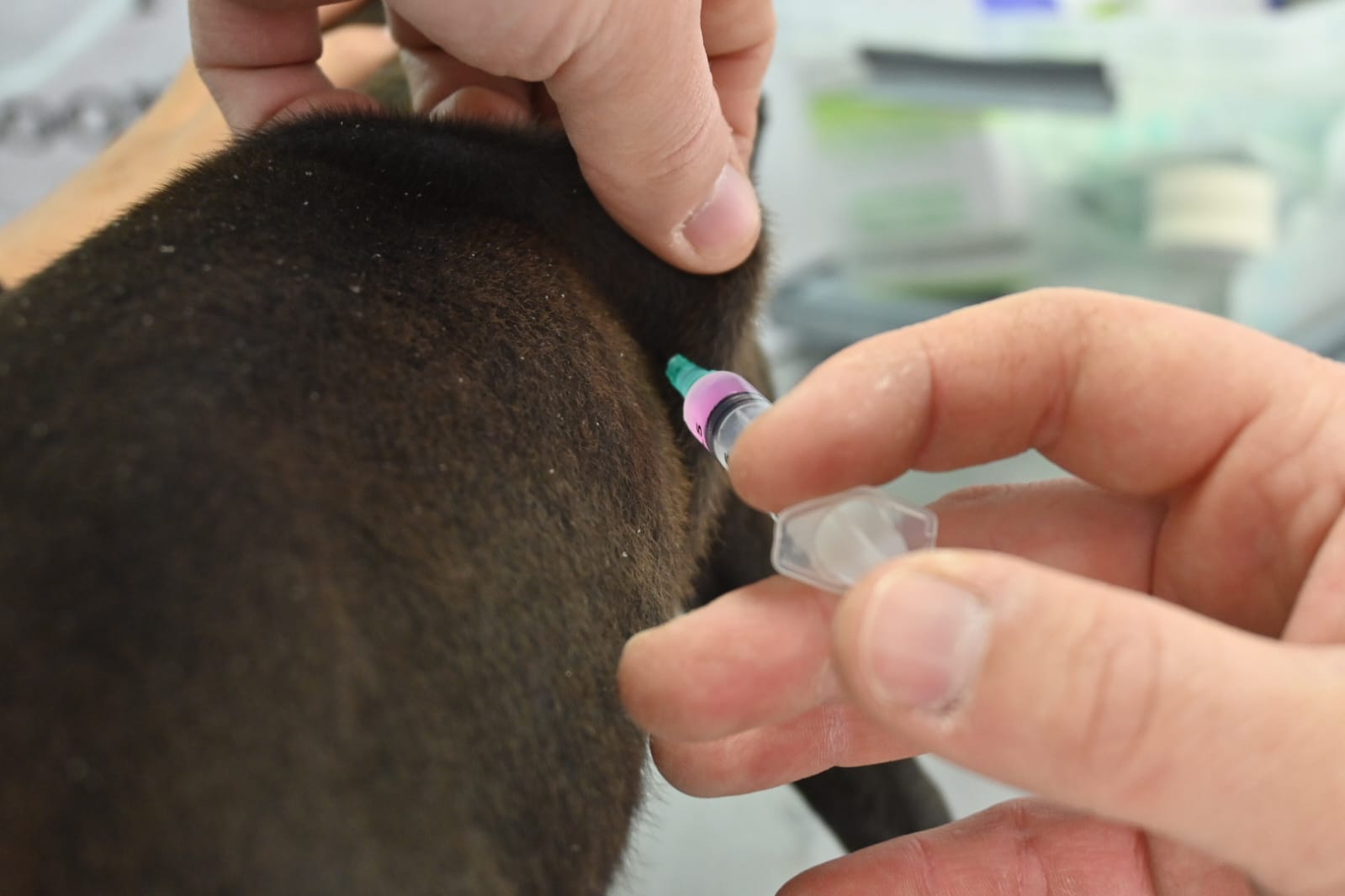CONTINUAMOS PROMOVIENDO EL CUIDADO RESPONSABLE DE ANIMALES CON CAMPAÑAS GRATUITAS PARA PERROS Y GATOS