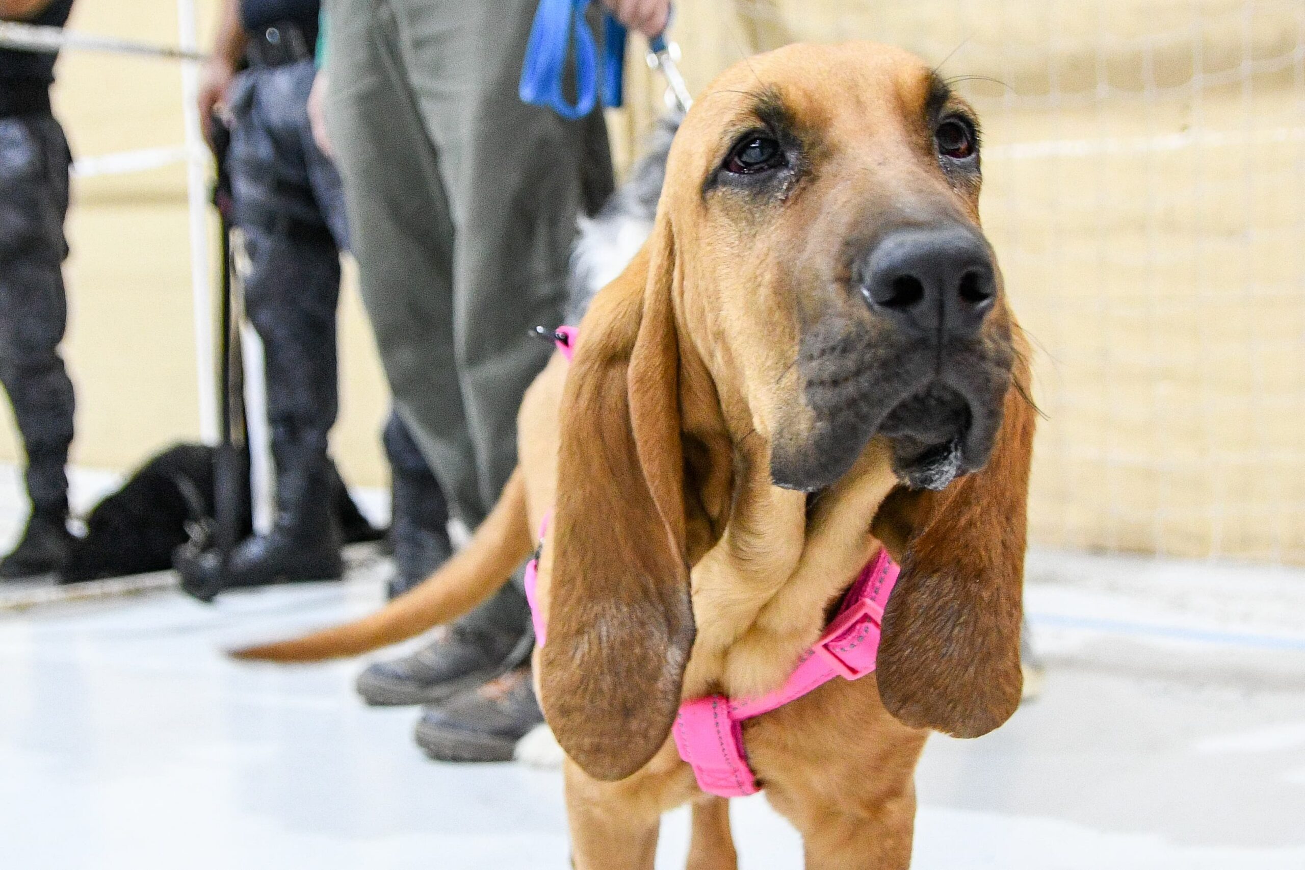 HARÁN UN RELEVAMIENTO DE MASCOTAS DOMÉSTICAS EN LOS BARRIOS SAN MIGUEL Y ROQUE GONZÁLEZ